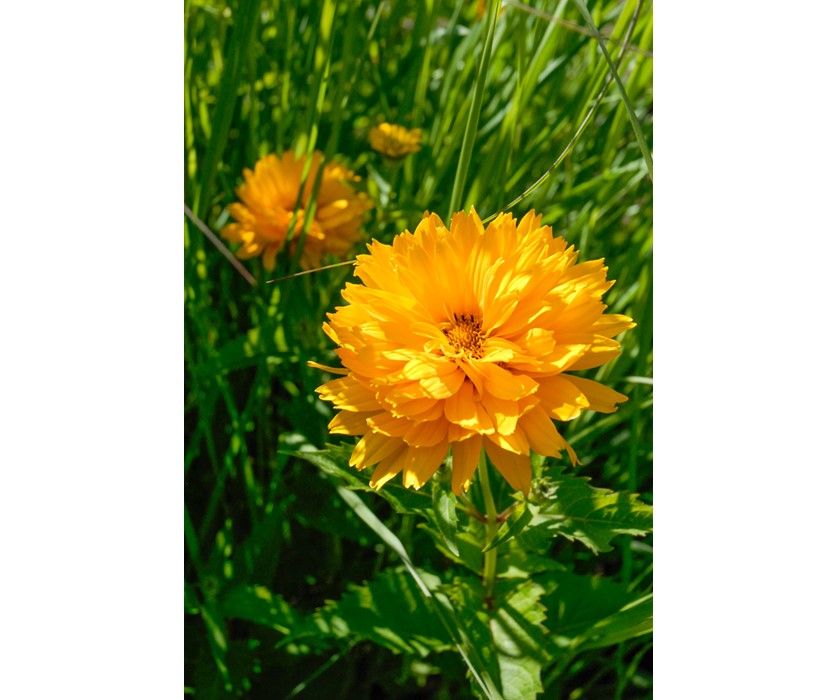 False Sunflower